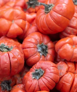 Ruffled Red Eggplant Seeds – 25 Ornamental & Edible Pumpkin on a Stick Seeds - Image 1