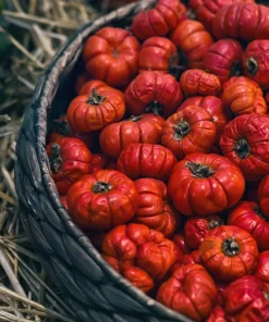 Ruffled Red Eggplant Seeds – 25 Ornamental & Edible Pumpkin on a Stick Seeds - Image 8