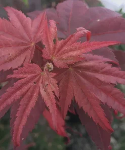 Ruth's Red Japanese Maple Tree – 1 Gallon Live Plant – Upright Red Acer palmatum – 18-24" Tall - Image 2