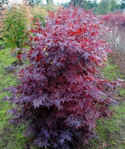 Ruth's Red Japanese Maple Tree – 1 Gallon Live Plant – Upright Red Acer palmatum – 18-24