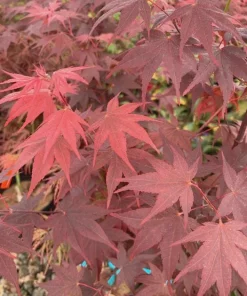 Ruth's Red Japanese Maple Tree – 1 Gallon Live Plant – Upright Red Acer palmatum – 18-24