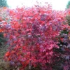 Ruth's Red Japanese Maple Tree – 1 Gallon Live Plant – Upright Red Acer palmatum – 18-24" Tall - Image 1