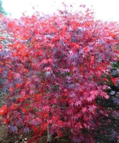 Ruth's Red Japanese Maple Tree – 1 Gallon Live Plant – Upright Red Acer palmatum – 18-24" Tall - Image 1