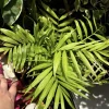 Sago Palm Live Plant - Cycas Revoluta - Evergreen Landscape & Indoor Palm - Image 1