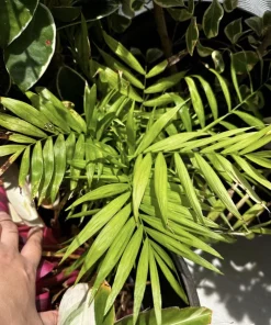 Sago Palm Live Plant - Cycas Revoluta - Evergreen Landscape & Indoor Palm - Image 1
