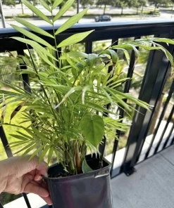 Sago Palm Tree Live Plant – Potted Cycas revoluta – Indoor/Outdoor - Image 2