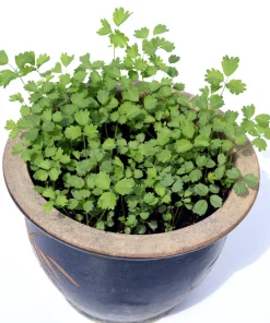 Salad Burnet Seeds - 500 Sanguisorba Minor Edible Herb Flower Seeds - Zones 3-9 - Image 10