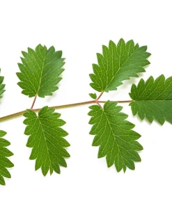 Salad Burnet Seeds - 500 Sanguisorba Minor Edible Herb Flower Seeds - Zones 3-9 - Image 11