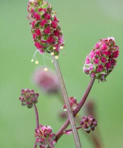 Salad Burnet Seeds - 500 Sanguisorba Minor Edible Herb Flower Seeds - Zones 3-9 - Image 12