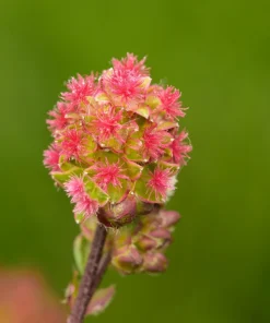 Salad Burnet Seeds - 500 Sanguisorba Minor Edible Herb Flower Seeds - Zones 3-9 - Image 2