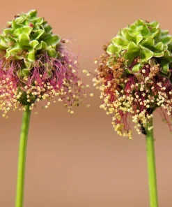 Salad Burnet Seeds - 500 Sanguisorba Minor Edible Herb Flower Seeds - Zones 3-9 - Image 3