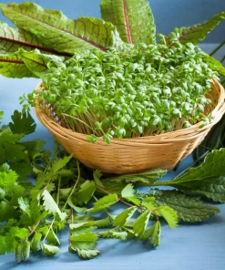 Salad Burnet Seeds - 500 Sanguisorba Minor Edible Herb Flower Seeds - Zones 3-9 - Image 4