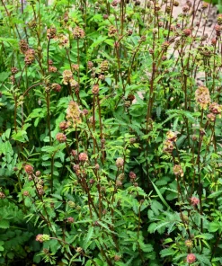 Salad Burnet Seeds - 500 Sanguisorba Minor Edible Herb Flower Seeds - Zones 3-9 - Image 5