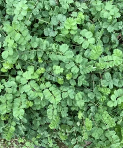 Salad Burnet Seeds - 500 Sanguisorba Minor Edible Herb Flower Seeds - Zones 3-9 - Image 6