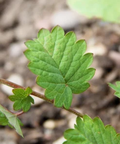 Salad Burnet Seeds - 500 Sanguisorba Minor Edible Herb Flower Seeds - Zones 3-9 - Image 7