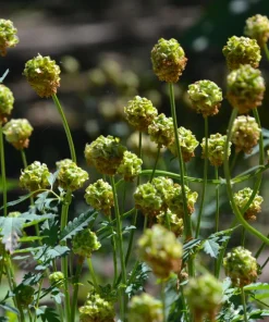Salad Burnet Seeds - 500 Sanguisorba Minor Edible Herb Flower Seeds - Zones 3-9 - Image 9