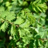 Salad Burnet Seeds - 500 Sanguisorba Minor Edible Herb Flower Seeds - Zones 3-9 - Image 1