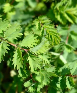Salad Burnet Seeds - 500 Sanguisorba Minor Edible Herb Flower Seeds - Zones 3-9 - Image 1