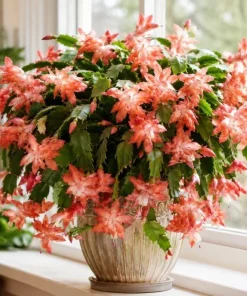 Salmon Christmas Cactus Live Plant, 4-6 Inch Tall Schlumbergera, Indoor Potted - Image 2