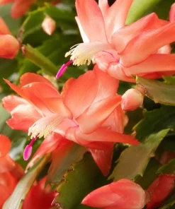Salmon Christmas Cactus Live Plant, 4-6 Inch Tall Schlumbergera, Indoor Potted - Image 3