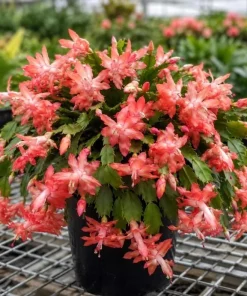 Salmon Christmas Cactus Live Plant, 4-6 Inch Tall Schlumbergera, Indoor Potted - Image 4