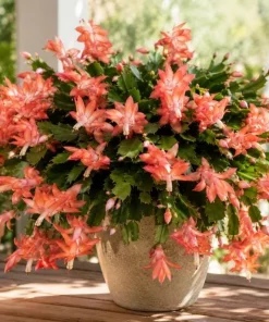 Salmon Christmas Cactus Live Plant, 4-6 Inch Tall Schlumbergera, Indoor Potted - Image 5