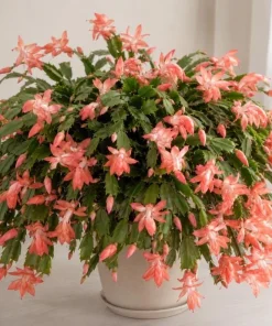 Salmon Christmas Cactus Live Plant, 4-6 Inch Tall Schlumbergera, Indoor Potted - Image 6