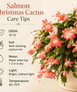 Salmon Christmas Cactus Live Plant, 4-6 Inch Tall Schlumbergera, Indoor Potted - Image 7