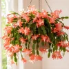 Salmon Christmas Cactus Live Plant, 4-6 Inch Tall Schlumbergera, Indoor Potted - Image 1
