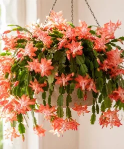 Salmon Christmas Cactus Live Plant, 4-6 Inch Tall Schlumbergera, Indoor Potted - Image 1