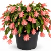 Salmon Christmas Cactus Live Succulent Plant – Holiday Blooming – 4-6 Inch Tall - Image 1