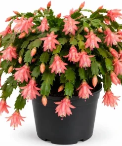 Salmon Christmas Cactus Live Succulent Plant – Holiday Blooming – 4-6 Inch Tall - Image 1