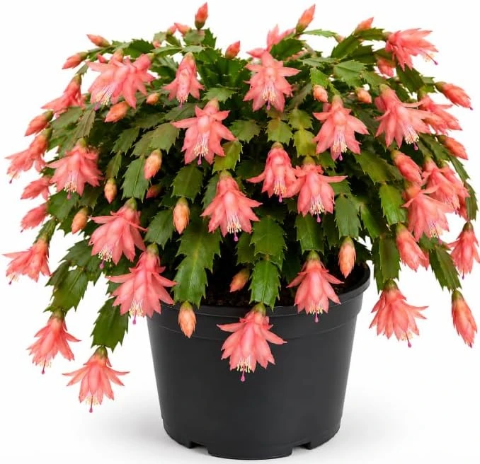 Salmon Christmas Cactus Live Succulent Plant – Holiday Blooming – 4-6 Inch Tall - Image 1