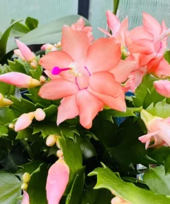 Salmon Christmas Cactus Live Succulent Plant – Holiday Blooming – 4-6 Inch Tall - Image 2