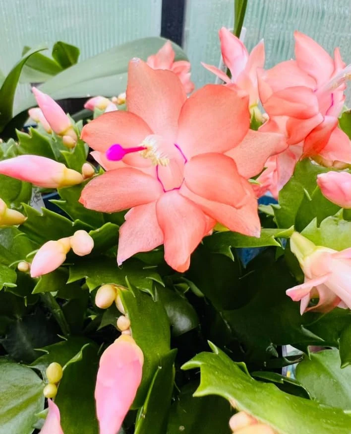 Salmon Christmas Cactus Live Succulent Plant – Holiday Blooming – 4-6 Inch Tall - Image 2