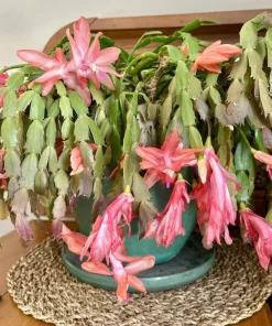 Salmon Christmas Cactus Live Succulent Plant – Holiday Blooming – 4-6 Inch Tall - Image 3