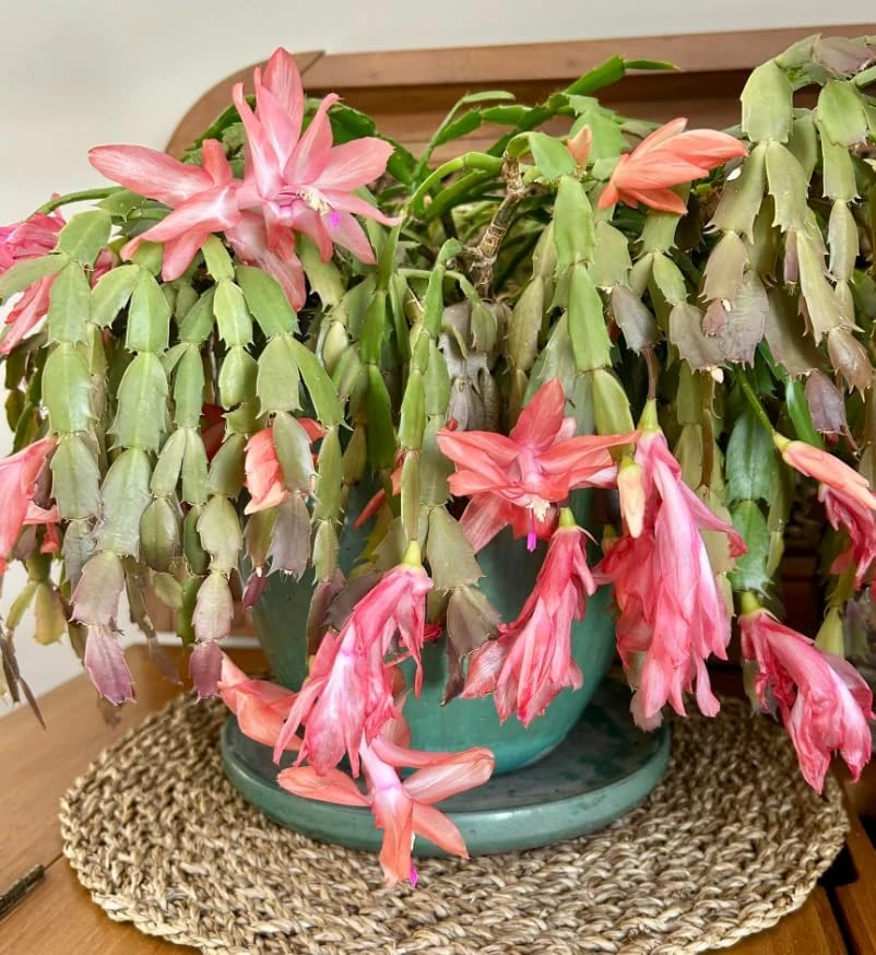 Salmon Christmas Cactus Live Succulent Plant – Holiday Blooming – 4-6 Inch Tall - Image 3
