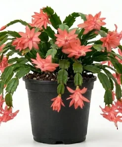 Salmon Christmas Cactus Live Succulent Plant – Holiday Blooming – 4-6 Inch Tall - Image 4