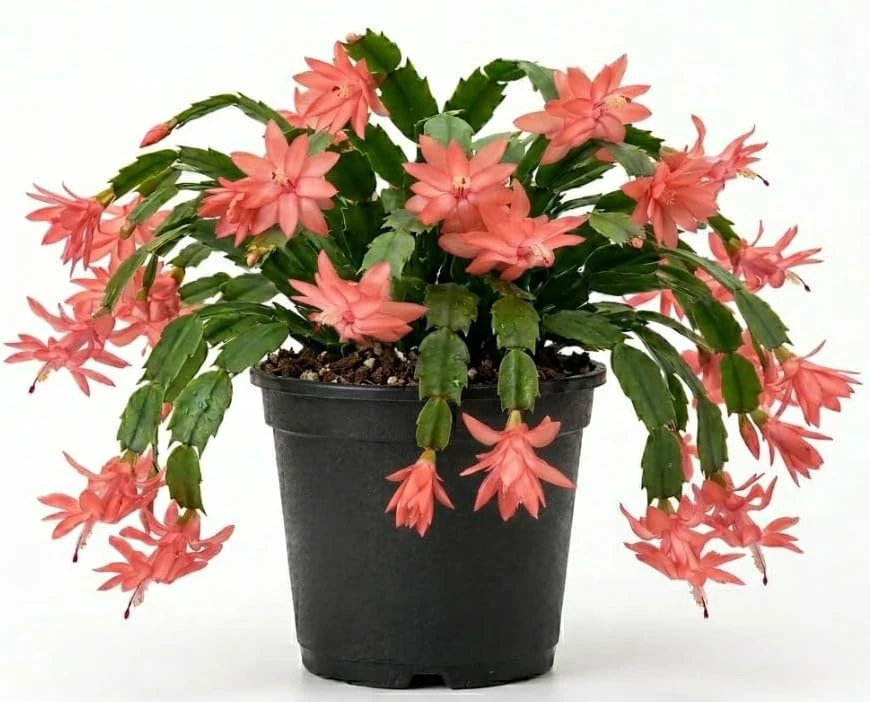 Salmon Christmas Cactus Live Succulent Plant – Holiday Blooming – 4-6 Inch Tall - Image 4