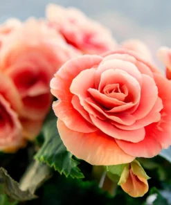 Salmon Double Begonia Seeds - 10 Tuberous Flower Seeds for Shade - Image 2