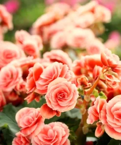 Salmon Double Begonia Seeds - 10 Tuberous Flower Seeds for Shade - Image 3