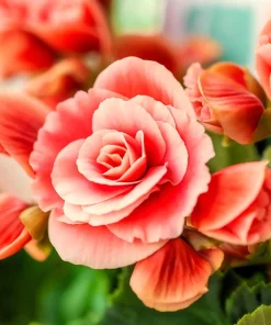Salmon Double Begonia Seeds - 10 Tuberous Flower Seeds for Shade - Image 4