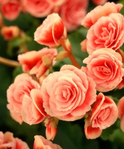 Salmon Double Begonia Seeds - 10 Tuberous Flower Seeds for Shade - Image 5