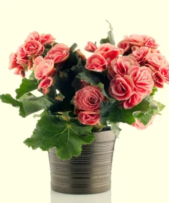 Salmon Double Begonia Seeds - 10 Tuberous Flower Seeds for Shade - Image 7