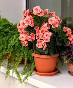 Salmon Double Begonia Seeds - 10 Tuberous Flower Seeds for Shade - Image 8