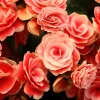 Salmon Double Begonia Seeds - 10 Tuberous Flower Seeds for Shade - Image 1