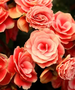 Salmon Double Begonia Seeds - 10 Tuberous Flower Seeds for Shade - Image 1