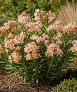 Salmon Dwarf Oleander Live Plant – 4-6 Inch Tall Ornamental Shrub – Outdoor - Image 2