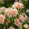 Salmon Dwarf Oleander Live Plant – 4-6 Inch Tall Ornamental Shrub – Outdoor - Image 1