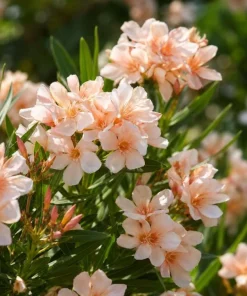 Salmon Dwarf Oleander Live Plant – 4-6 Inch Tall Ornamental Shrub – Outdoor - Image 1
